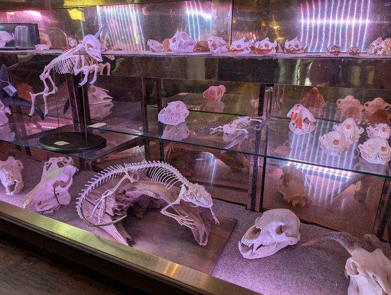 Bones, Skulls, and Natural Specimens
