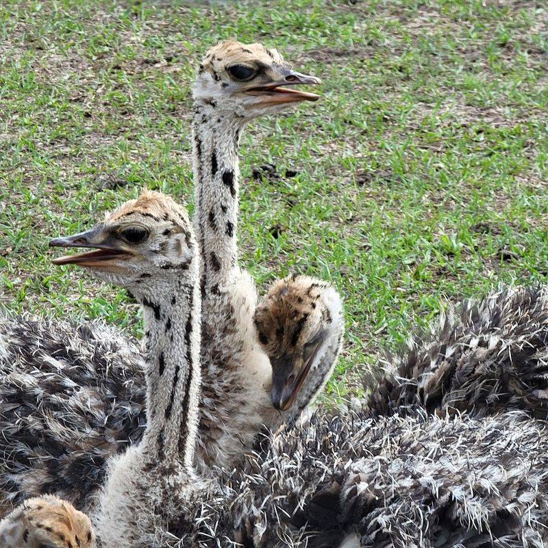 Animal Welfare and Conservation Values