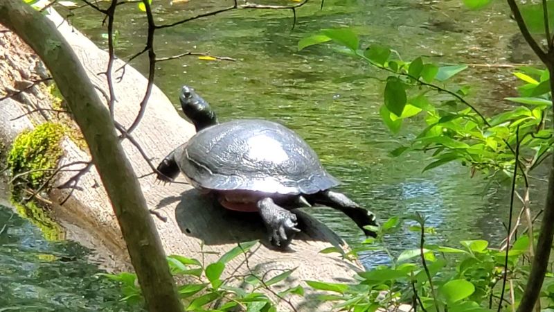 The Central Pond and the Wildlife Around It