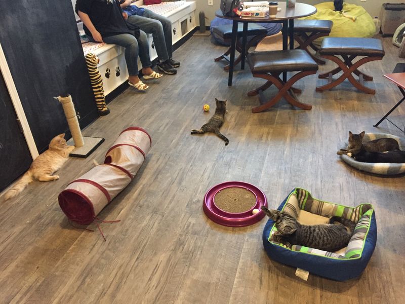 Adoption Paperwork And The Stethoscope Pause