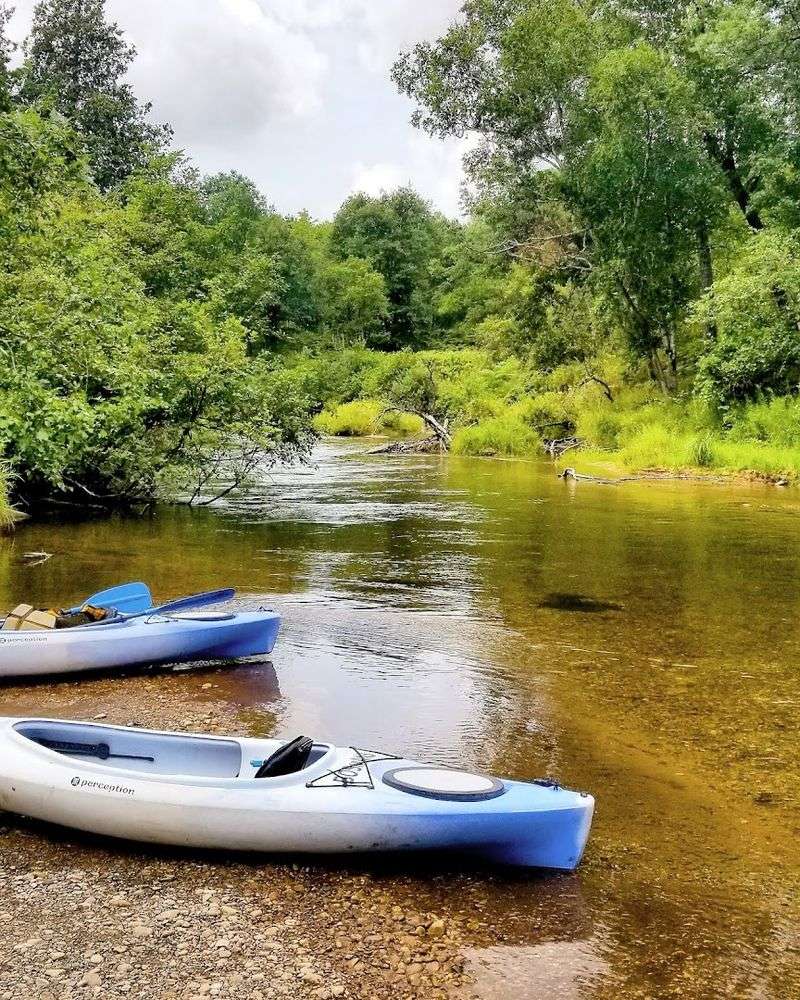 Wildlife Along the Banks: More Than Just Trees