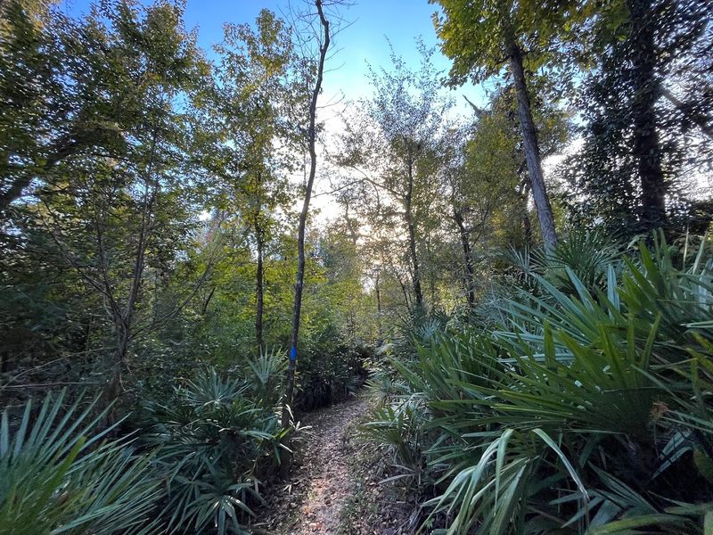 Civil War History Hidden in the Woods