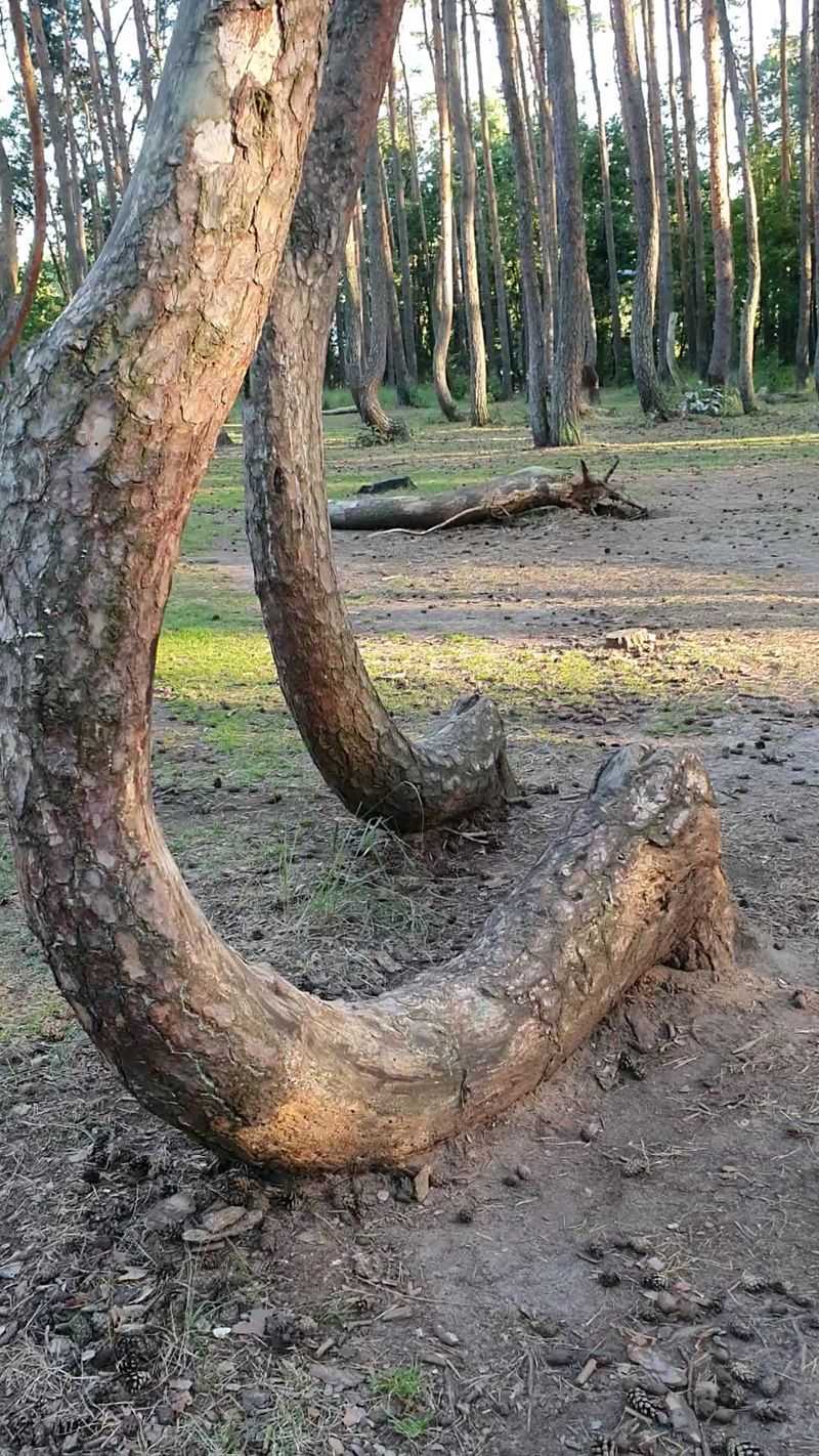 The 'crooked' part is very specific