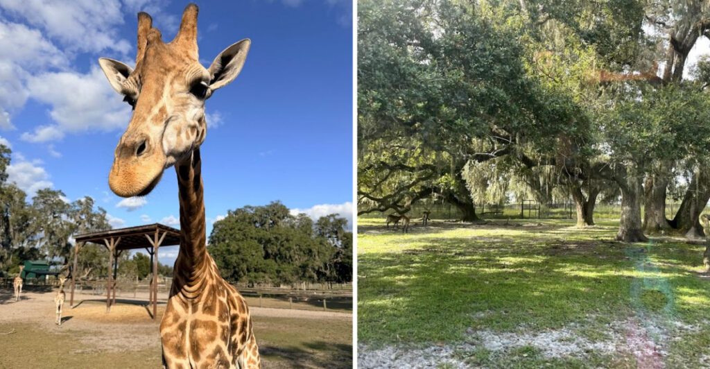 There’s A Giraffe Ranch Just 50 Minutes From Tampa