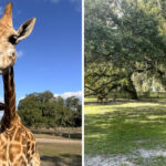 There’s A Giraffe Ranch Just 50 Minutes From Tampa