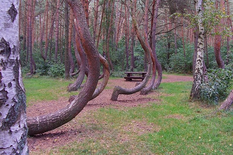 The forest patch is surprisingly small