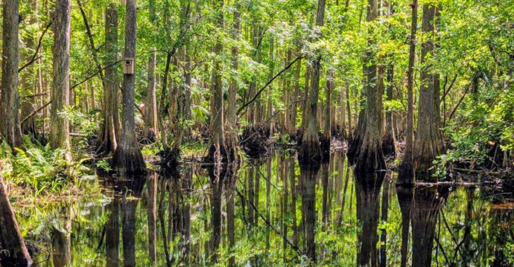 This 2.4-Mile Florida Hike Is Even More Stunning In The Winter