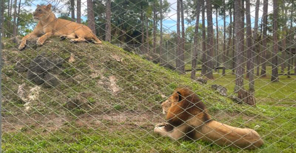 This 300-Acre Florida Safari Lets Lions and Zebras Stroll Right Up to Your Car Window