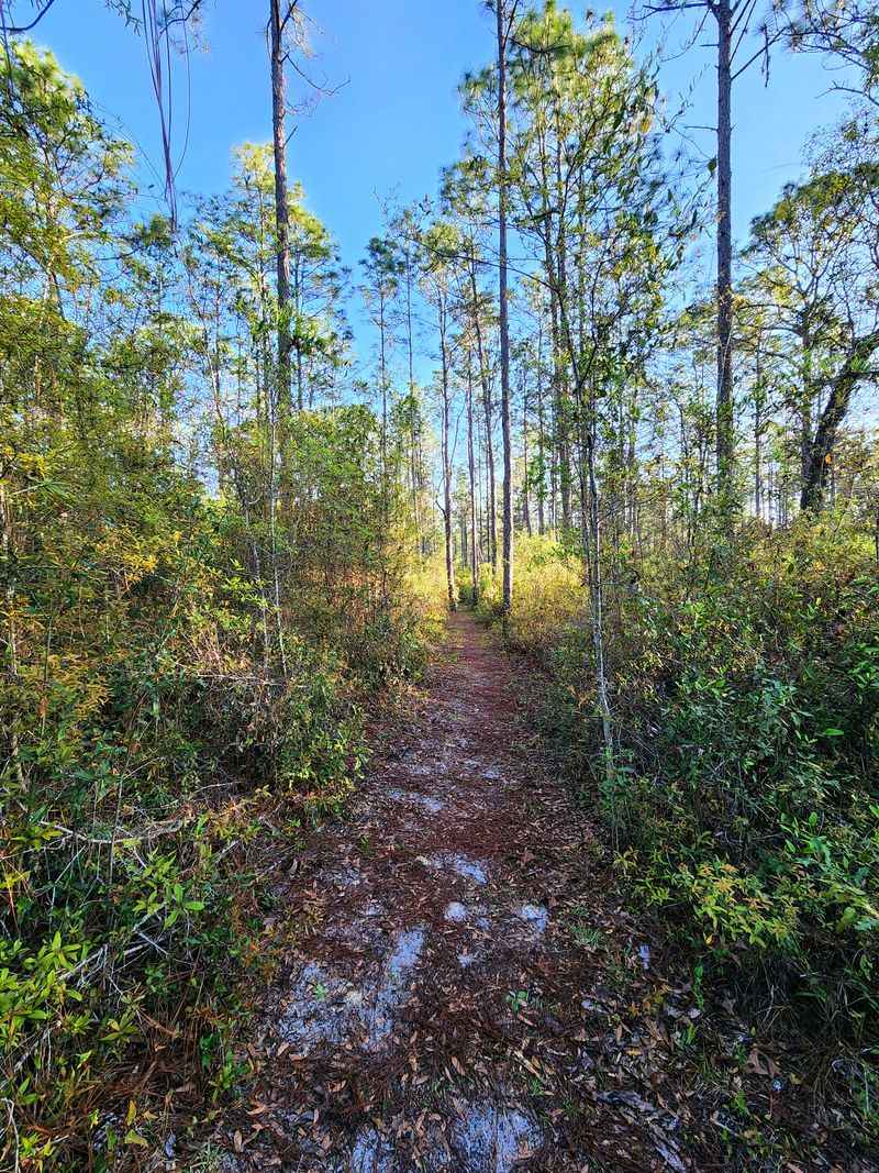 Trailhead Wake-Up: First Steps Into The Hammock