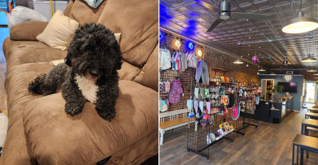 This Dog-Loving Keyport Café Will Melt Your Heart and Snatch Your Fries