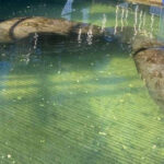 This Enchanting Florida Underwater Observatory Lets You Meet Manatees Face-to-Face