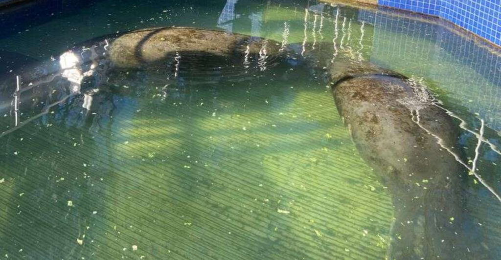 This Enchanting Florida Underwater Observatory Lets You Meet Manatees Face-to-Face