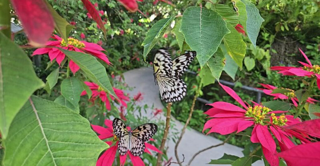 This Florida Attraction Is Home to the State’s Largest Butterfly House and Maze