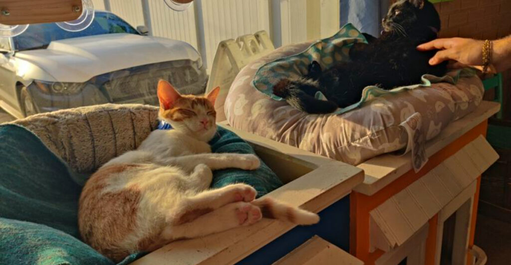 This Florida Café Lets Rescue Cats Roam While You Enjoy Your Coffee