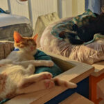 This Florida Café Lets Rescue Cats Roam While You Enjoy Your Coffee