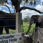 This Florida Elephant Ranch Offers an Up-Close Experience With Gentle Giants