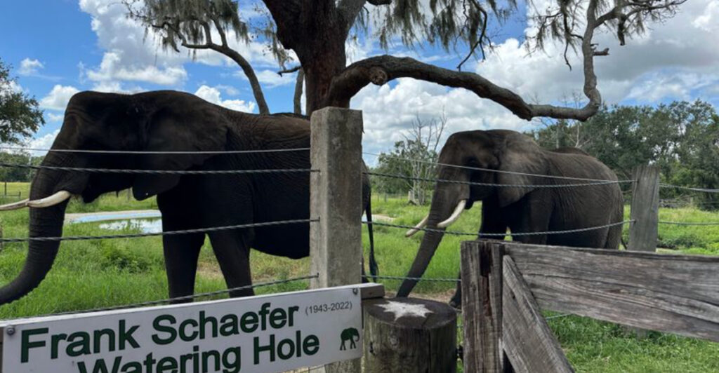 This Florida Elephant Ranch Offers an Up-Close Experience With Gentle Giants