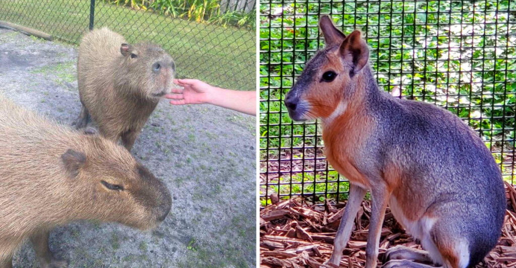 This Florida Farm Lets You Feed Kangaroos And Meet Capybaras All In One Day