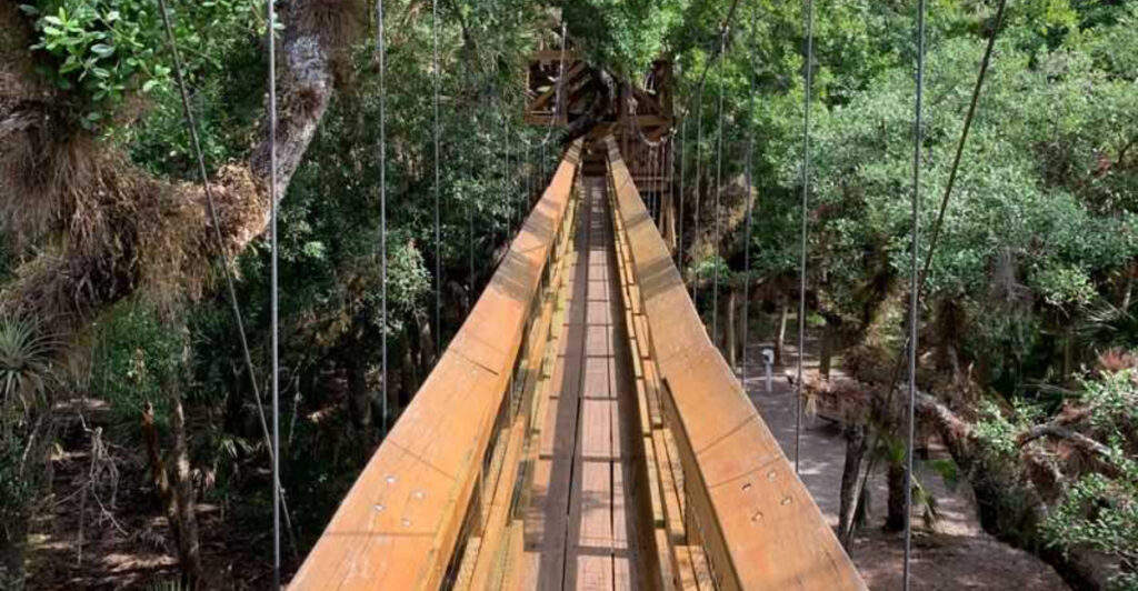 This Florida Park Lets You Stroll Through the Canopy on a Stunning Treetop Walkway