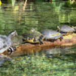 This Florida River Is So Clear You Can See 60 Feet to the Bottom