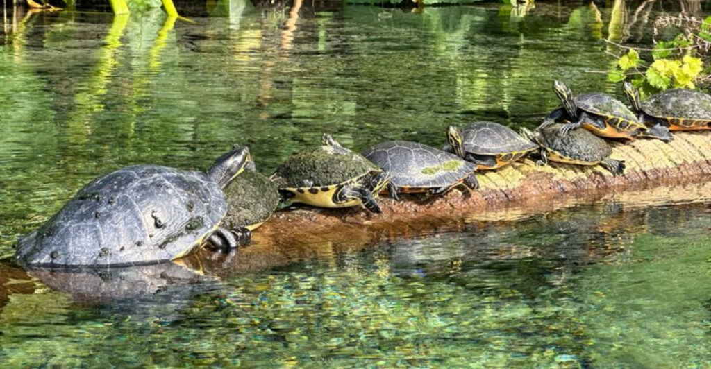This Florida River Is So Clear You Can See 60 Feet to the Bottom