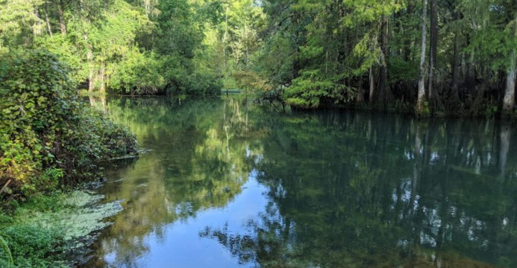 This Florida State Park Has an 800-Foot Boardwalk Leading to a Secluded Cypress Forest