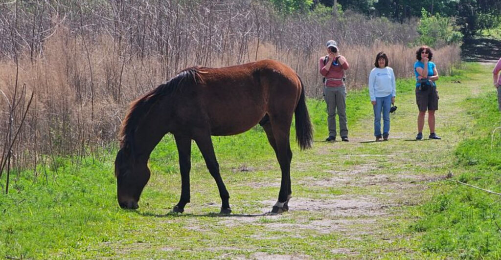 This Florida Trail Is One of the Last Places Where Wild Horses Still Roam Free