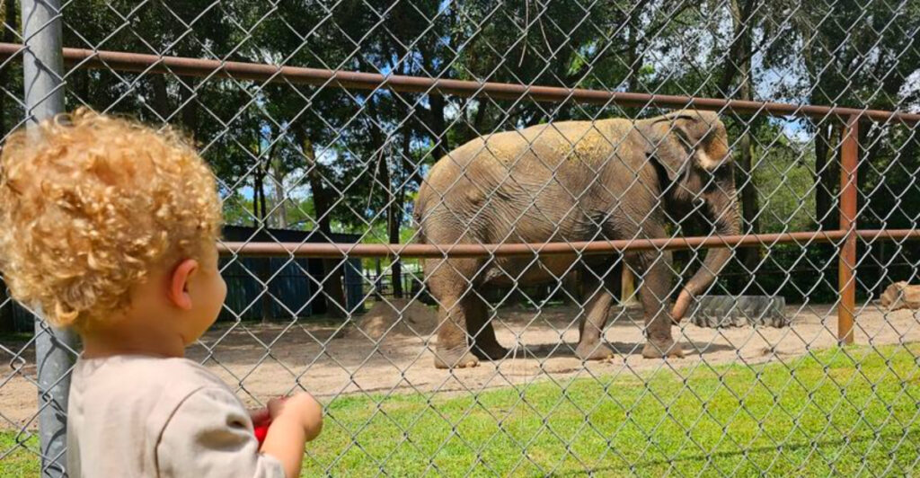 This Florida Wildlife Sanctuary Is All About Majestic Elephants