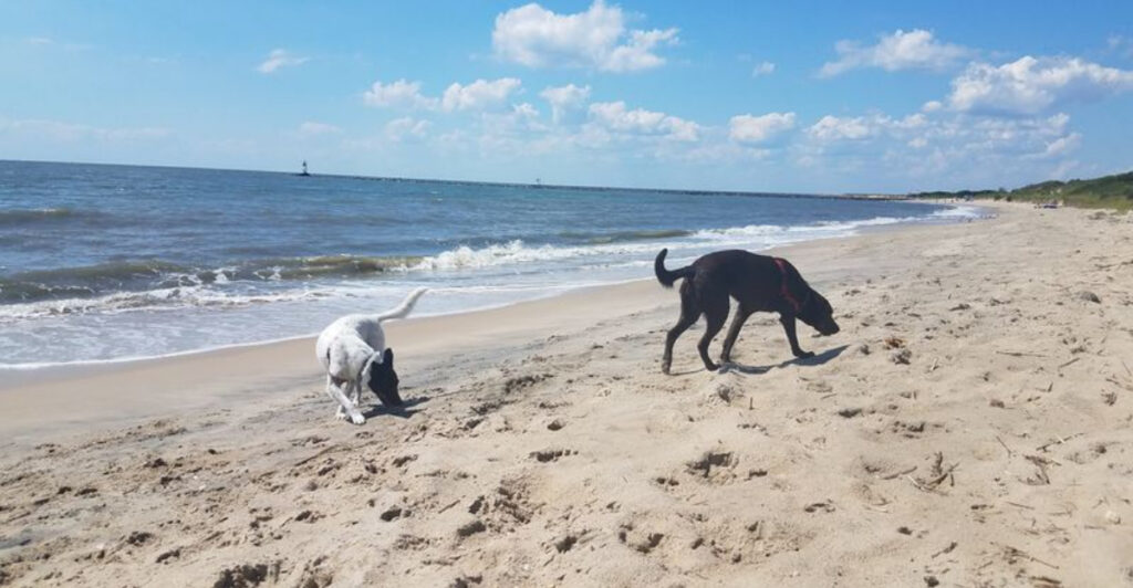 This Hidden Cape May Beach Feels Like a Private Getaway and Locals Love It
