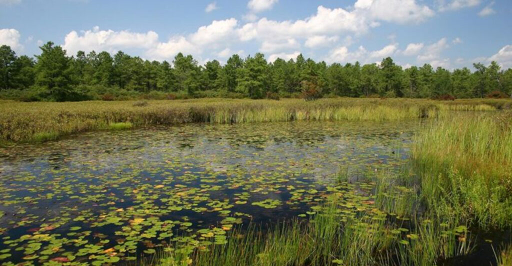 This Hidden East Coast Swamp Looks Like the Everglades And Almost No One Knows About It