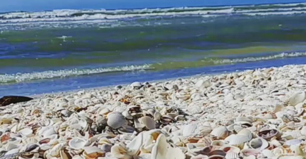 This Hidden Florida Shelling Paradise Between the Islands Feels Like a Dream
