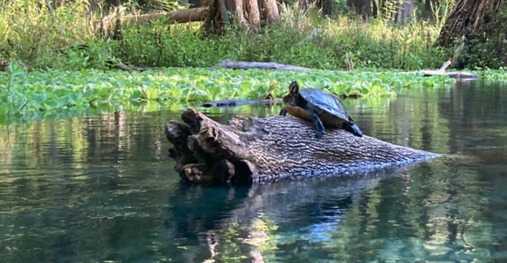 This Hidden Florida Spring Stays 72 Degrees All Year and Rarely Gets Crowded