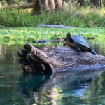 This Hidden Florida Spring Stays 72 Degrees All Year and Rarely Gets Crowded
