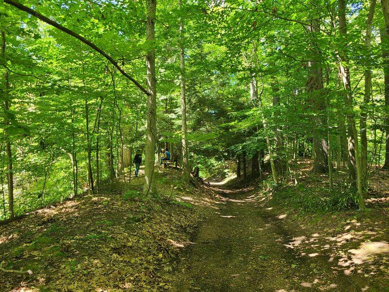 Trailhead Whispers: First Steps Into the Canopy