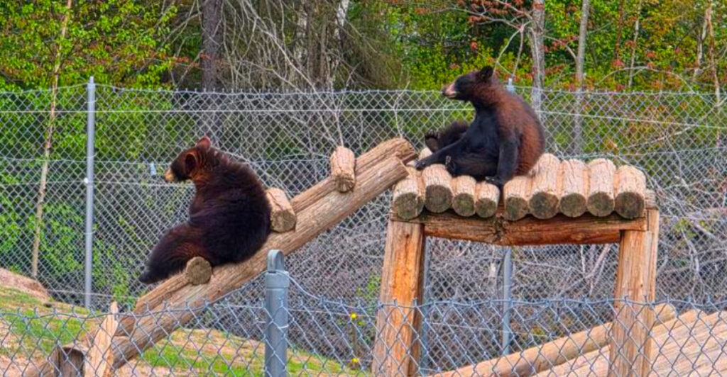This Huge Bear Ranch in Michigan Is a Wild Adventure for the Whole Family