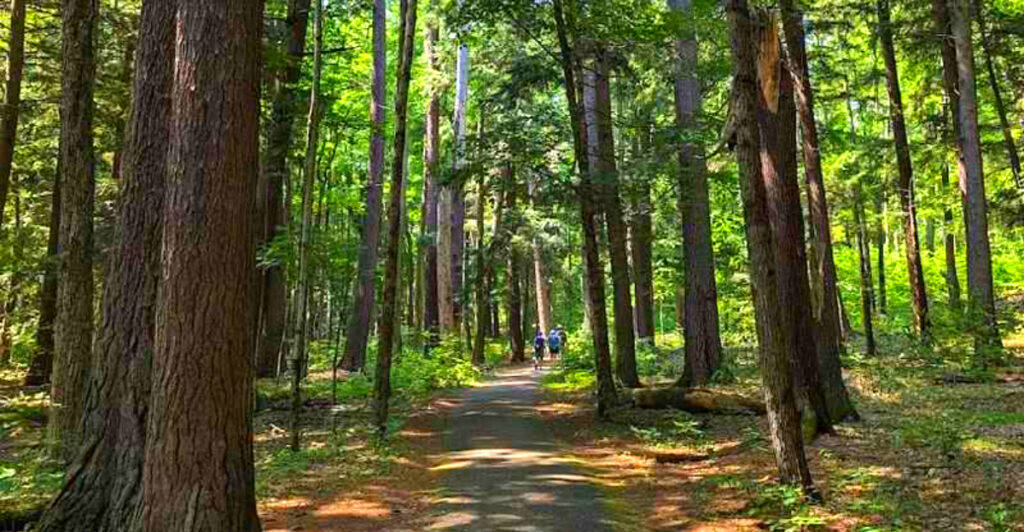 This Michigan Park Lets You Walk Through a Cathedral of Giant Pines