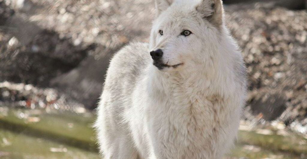 This New Jersey Wildlife Preserve Lets You Get Shockingly Close to Wolves