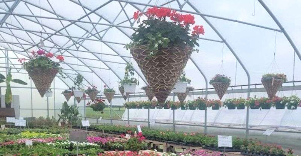 This Oklahoma Amish Greenhouse Is Blooming Into a Local Favorite