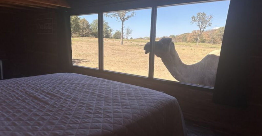 This Oklahoma Getaway Puts You Face-to-Face With Camels and Lemurs on a Scenic Ranch