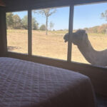 This Oklahoma Getaway Puts You Face-to-Face With Camels and Lemurs on a Scenic Ranch