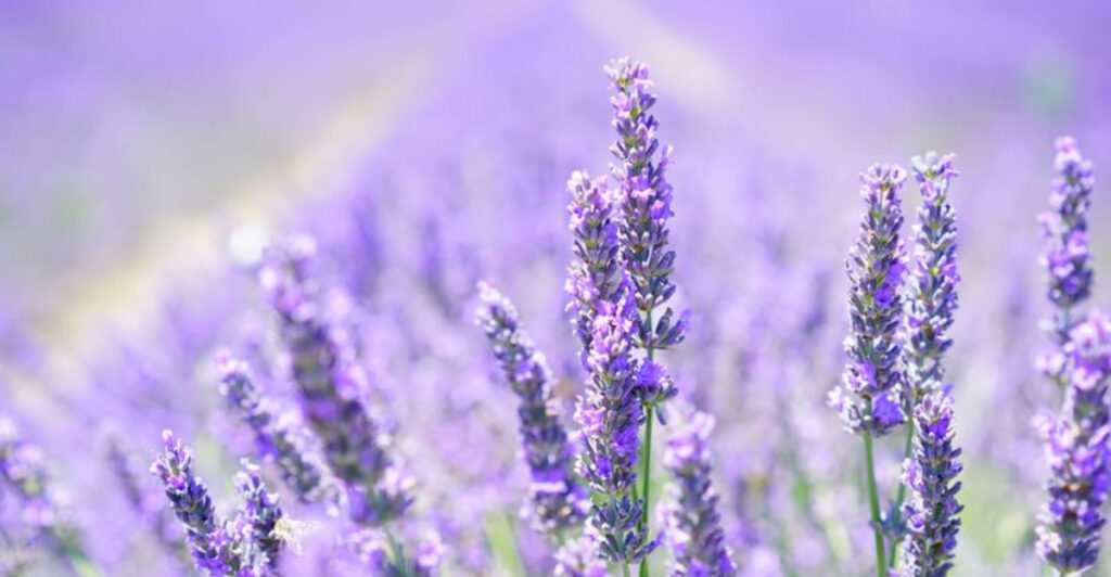 This Oklahoma Lavender Farm Is Pure Magic When Spring Hits