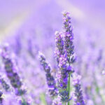 This Oklahoma Lavender Farm Is Pure Magic When Spring Hits