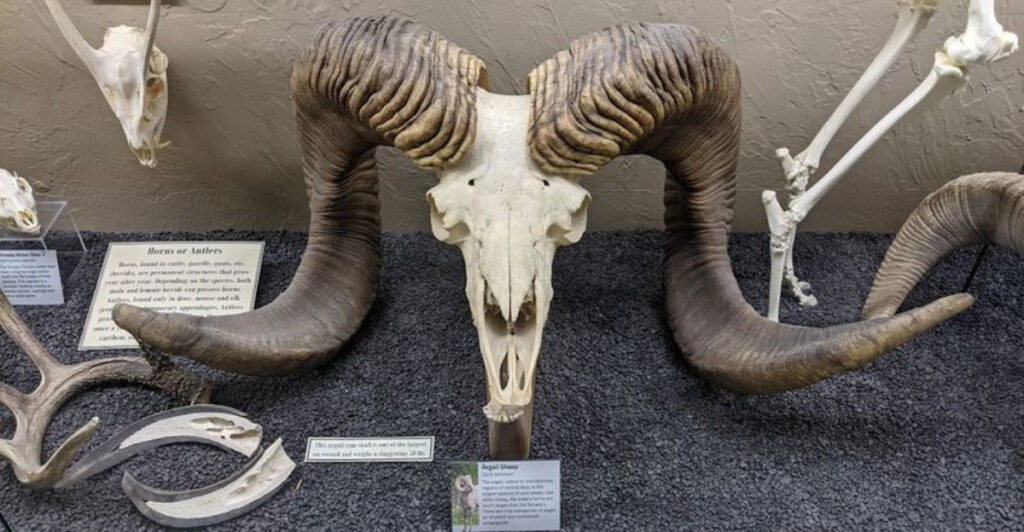 This Oklahoma Museum Is Basically the World’s Most Fascinating Bone Collection