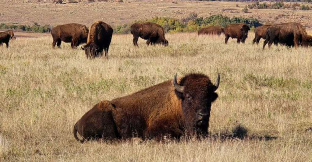 This Oklahoma Spot Helped Bring America’s Bison Back From Near Extinction While Protecting Wildlife