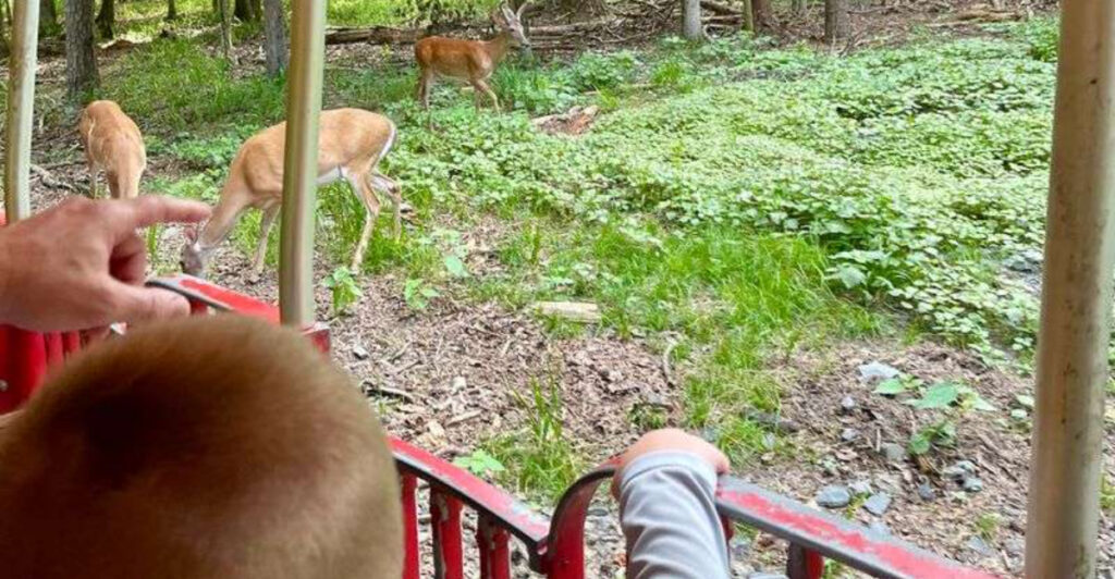 This Oklahoma Train Ride Winds Through a Forest Straight Out of a Fairytale