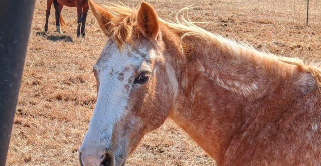 This Oklahoma Wild Horse Sanctuary Is a Dream Come True for Nature Lovers