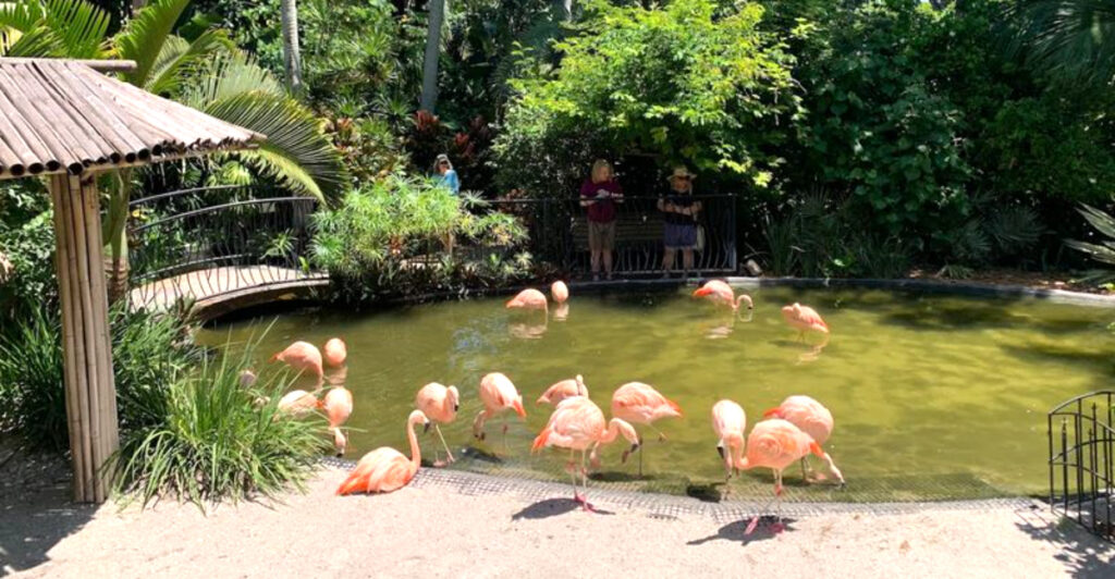 This St. Pete Attraction Has Flamingos, Waterfalls, And Rainbow Trees