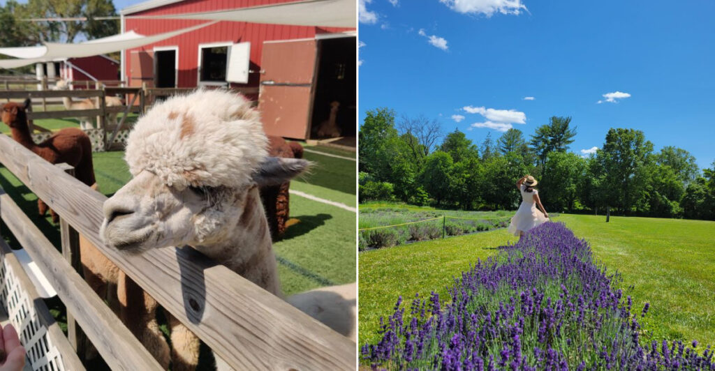 This Stress-Free Farm Visit Lets You Hang With Fluffy Alpacas All Day