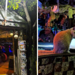 This Tiny Indian Shores Dive Bar Might Be the Weirdest Spot on Florida’s Gulf Coast