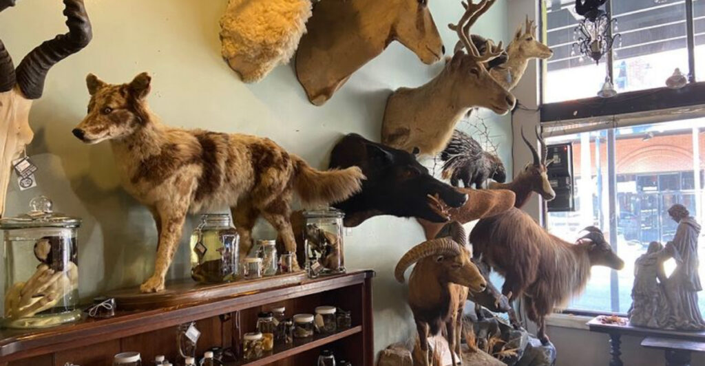 This Tiny Tampa Shop Is Packed With Creepy Curiosities and Unexpected Treasures